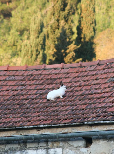 Roof rabbit